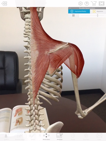 Muscles Of The Shoulder Girdle- Part 2: Shoulder Depression (3D Anatomy) 