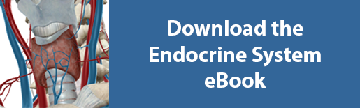 download endocrine system ebook