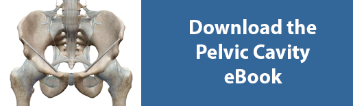 5 Facts about the Anatomy of the Pelvic Cavity